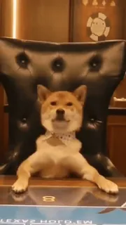 😏 犬, 柴犬, オフィス, ボス, 動物, ペット, 椅子 telegram sticker