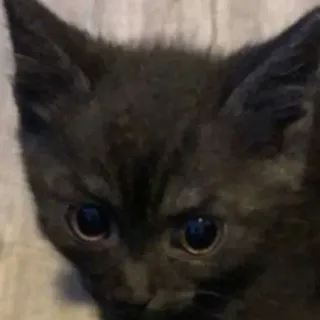 😂 子猫, 猫, 黒猫, 動物, ペット whatsapp sticker