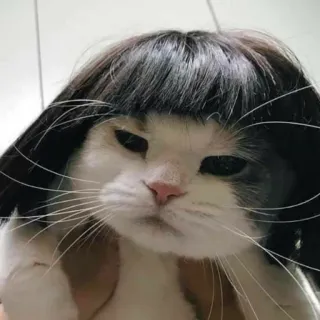 😐 Katze, Perücke, lustig, Meme, Haustier, Tier telegram sticker