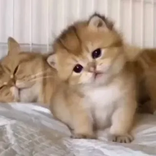 💘 kätzchen, katze, süß, tier, hauskatze telegram sticker