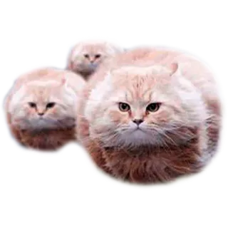 🐝 gato, gatos, lindo, gatito, animal, mascotas whatsapp sticker