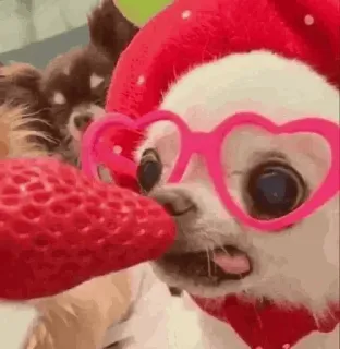 🐩 dog, strawberry, heart glasses, animal, cute telegram sticker