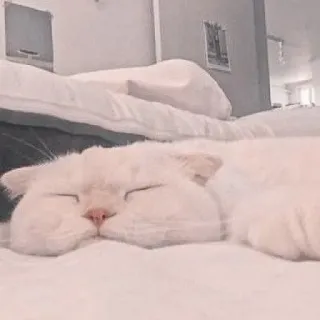 🐱 kucing, tidur, putih, hewan, peliharaan, domestik, lucu whatsapp sticker