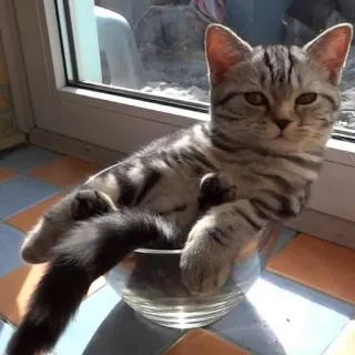 😎 gato, gatito, mascota, lindo, animal, rayado, vidrio, cuenco telegram sticker