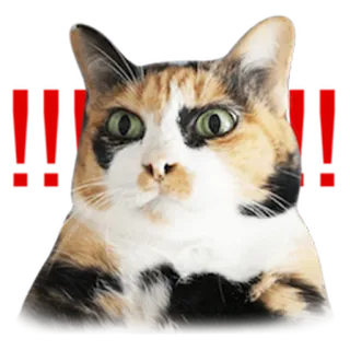 😕 NO! Katze, Tier, Haustier, Meme telegram sticker