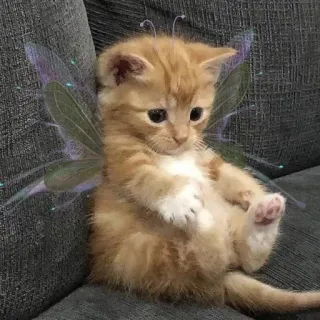 🧚‍♀ Katze, Kätzchen, Fee, Flügel, süß, Tier, Haustier whatsapp sticker