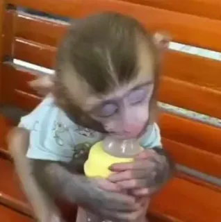 🙈 monkey, animal, baby, drinking, bottle telegram sticker