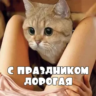 👅 С ПРАЗДНИКОМ ДОРОГАЯ кот, смешной, привет, праздник telegram sticker