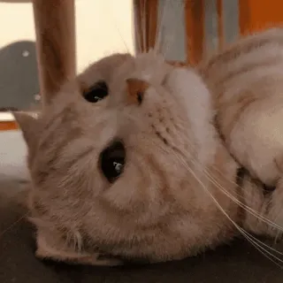 ☹️ gato, animal, mascota, lindo, mamífero, gato doméstico, felino telegram sticker