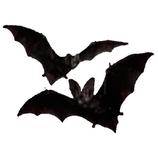 🦇