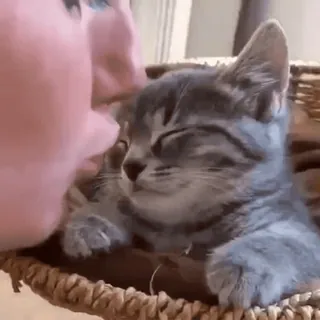 💞 猫, 小猫, 宠物, 动物, 可爱, 家畜 telegram sticker