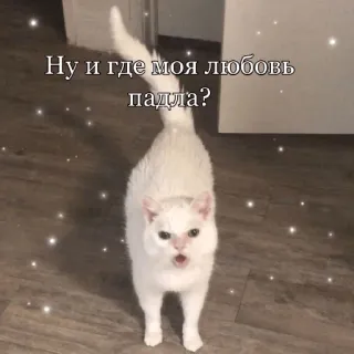😠 Ну и где моя любовь падла? แมว, สัตว์, น่ารัก, ตลก, มีม, ข้อความ telegram sticker