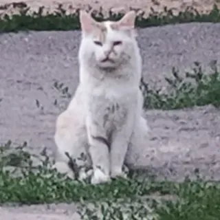 😑 gatto, animale, animale domestico, mammifero, felino, gatto domestico telegram sticker