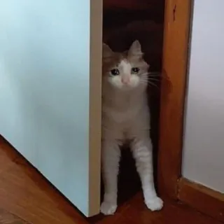 💧 Katze, süß, Tier, Haustier, versteckt telegram sticker