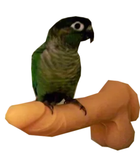 👇 papagaio, pássaro, periquito-de-cara-suja, animal de estimação, animal, dedo telegram sticker