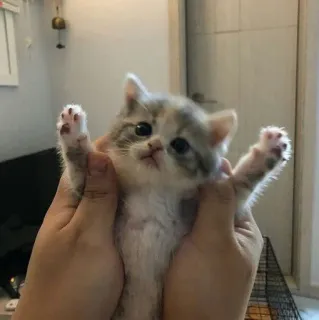 😲 小猫, 猫, 可爱, 动物, 宠物, 小, 家畜 telegram sticker