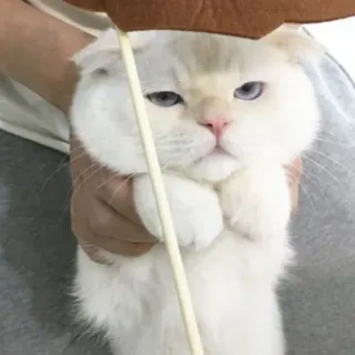 😾 猫, かわいい, 動物, ペット, 白, スコティッシュフォールド telegram sticker