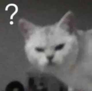‼️ Katze, Frage, verwirrt, Meme, Tier telegram sticker