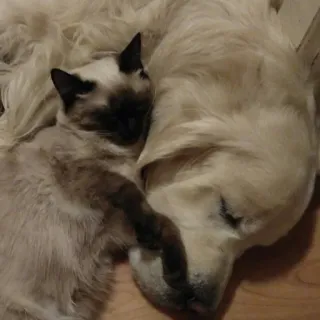 🥰 Katze, Hund, Freundschaft, Haustiere, Tiere, Golden Retriever, Siamesische Katze telegram sticker