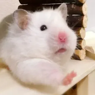 🤚 hamster, mignon, animal, animal de compagnie, blanc, rongeur telegram sticker
