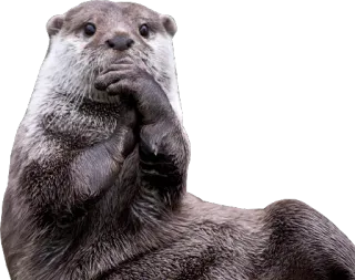 🤔 wydra, zwierzę, słodkie, ssak, dzika przyroda telegram sticker