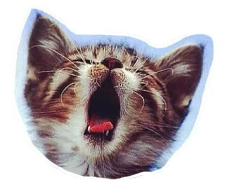 😴 แมว, ลูกแมว, หาว, สัตว์, สัตว์เลี้ยง telegram sticker