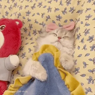 🥰 mèo, mèo con, ngủ, dễ thương, thú cưng, động vật whatsapp sticker