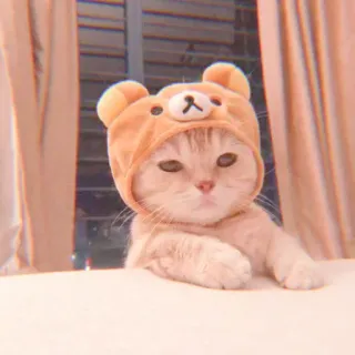 🐯 gatto, gattino, cappello da orso, carino, animale, animale domestico whatsapp sticker