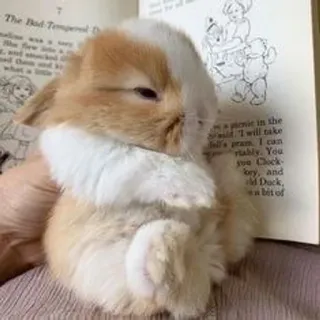 🌟 The Bad Tempered bunny, rabbit, pet, animal, cute, book whatsapp sticker