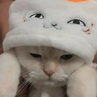 🙁 Katze, Tier, süß, Haustier, Kätzchen, weiß, Hut, lustig telegram sticker