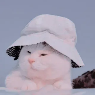 🐱 kucing, anak kucing, topi, imut, putih, hewan, hewan peliharaan whatsapp sticker