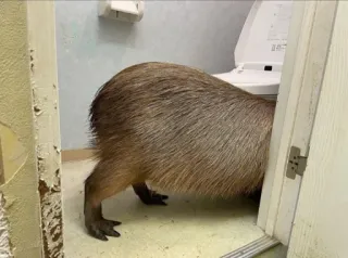 🙈 Capybara, Animal, Toilettes, Rongeur, Salle de bain whatsapp sticker