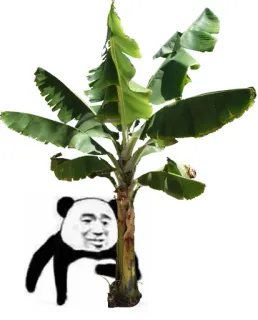 🤔 banana tree, panda, meme, tree, plant whatsapp sticker