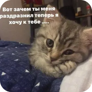 🐱 Вот зачем ты меня раздразнил теперь я хочу к тебе .... whatsapp sticker