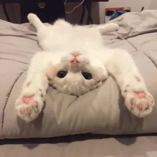 ⚡️ gato, lindo, animal, blanco, gatito, mascota telegram sticker