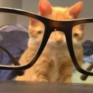 😂 猫, 眼鏡, 動物, ペット, オレンジ, 飼い猫, ネコ科 whatsapp sticker