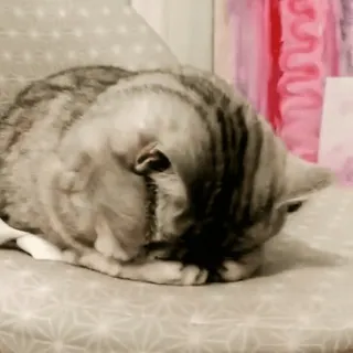 ☹️ gato, animal, animal de estimação, felino, dormindo, fofo, gato doméstico whatsapp sticker