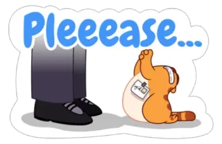 😇 Pleeease... Katze, betteln, niedlich, flehend telegram sticker