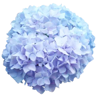 🌻 цветок, гортензия, синий, природа, цветы telegram sticker