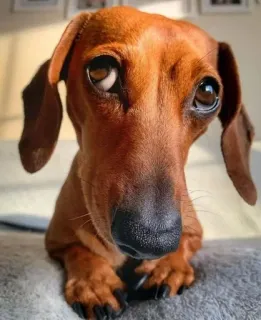 😞 cão, dachshund, animal, fofo, animal de estimação, filhote, marrom, retrato telegram sticker