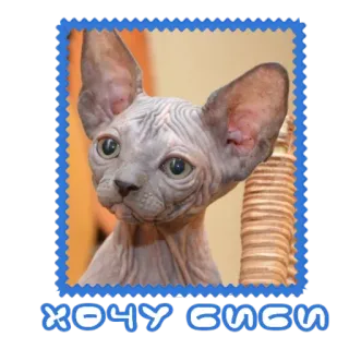 😏 хочу биби cat, sphinx cat, hairless cat, pet, animal, cute telegram sticker