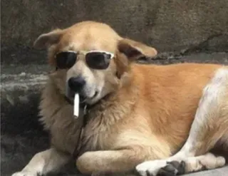 😎 telegram sticker