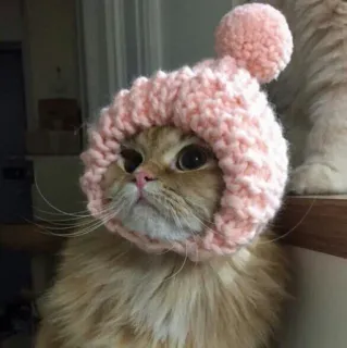 🐱 kot, kociak, zwierzę, zwierzę domowe, kapelusz, słodki telegram sticker
