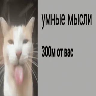 ⏭️ умные мысли
300м от вас chat, mème, drôle, russe, texte, animal whatsapp sticker