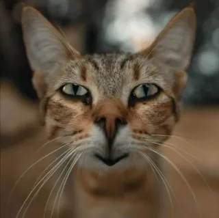 🎃 gato, animal de estimação, animal, gato doméstico, felino, mamífero whatsapp sticker
