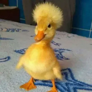 👹 duckling, yellow, bird, cute, animal, fluffy whatsapp sticker