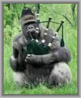 🤥 gorilla, cornamusa, musica, animale, primate, strumento, erba telegram sticker
