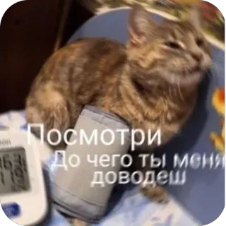 😝 Посмотри До чего ты меня доведеш gato, meme, engraçado, ferido, fofo telegram sticker