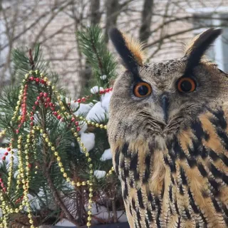 😋 owl, bird, winter, snow, christmas tree, nature, wildlife, decorations telegram sticker