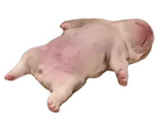 😮‍💨 Hund, Welpe, schlafend, süß, Tier, Haustier whatsapp sticker